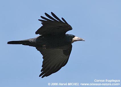 corbeau-freux-vol