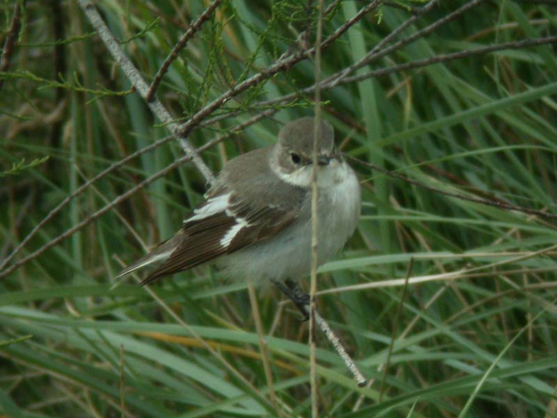 http://www.oiseaux-nature.com/raretes_non_chn/GMC.JGo.JPG